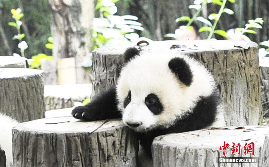In photos: Adorable pandas in Chengdu