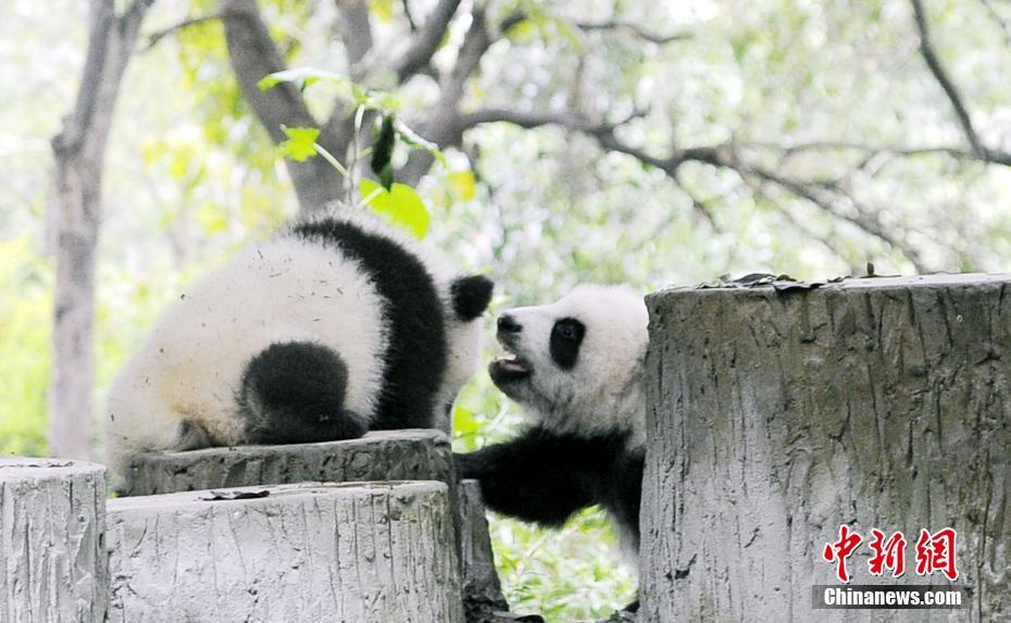 In photos: Adorable pandas in Chengdu