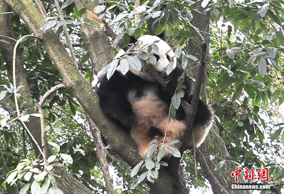 In photos: Adorable pandas in Chengdu