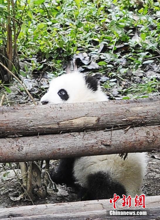 In photos: Adorable pandas in Chengdu