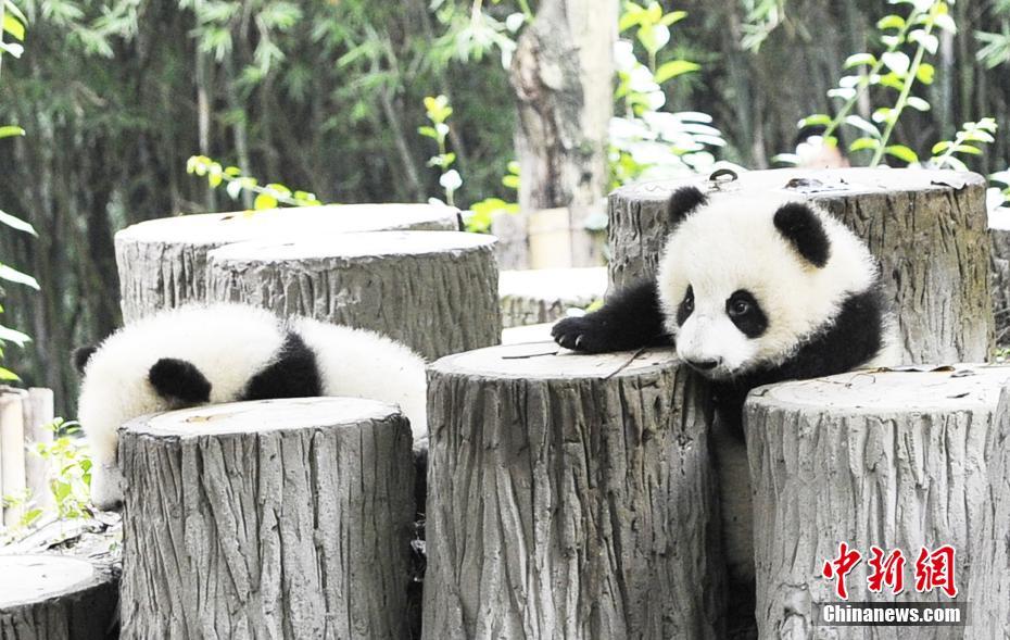 In photos: Adorable pandas in Chengdu
