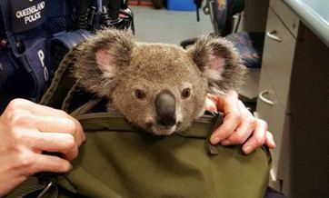 Baby koala in backpack