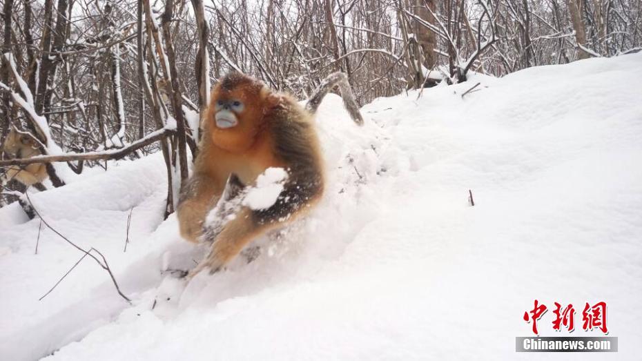 Golden monkeys have snowball fight in Shennongjia