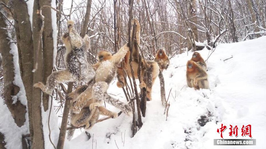 Golden monkeys have snowball fight in Shennongjia