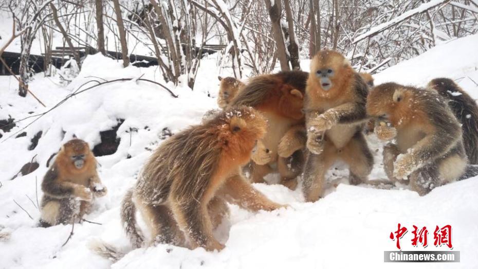Golden monkeys have snowball fight in Shennongjia
