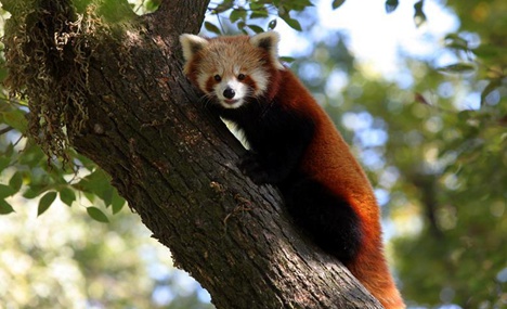 Red pandas seen in Nepal