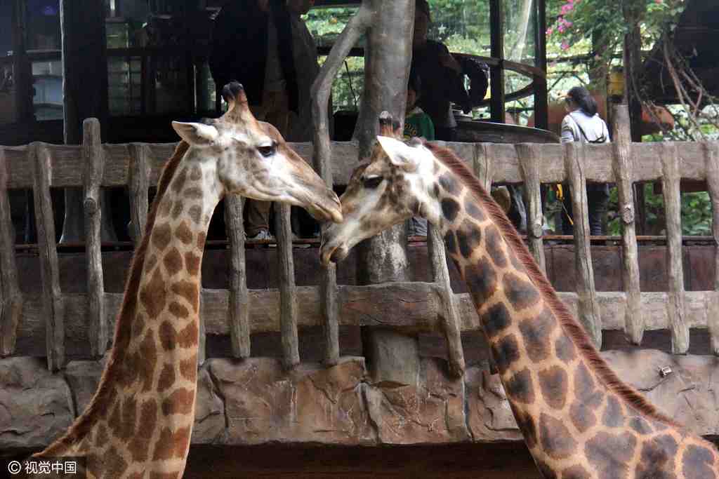 Lovey-dovey animals to highlight Bachelors' Day