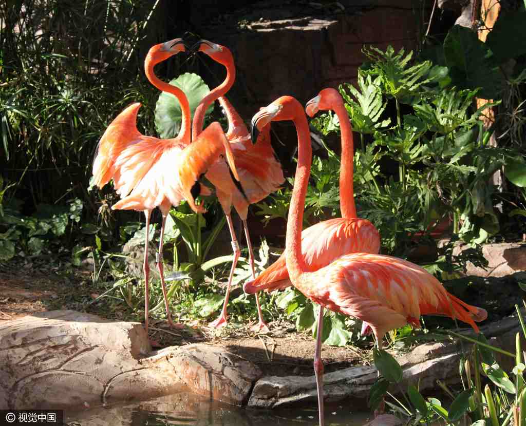 Lovey-dovey animals to highlight Bachelors' Day