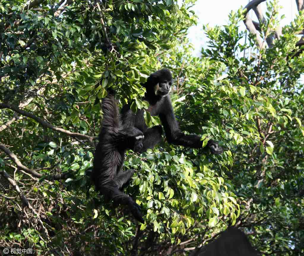 Lovey-dovey animals to highlight Bachelors' Day
