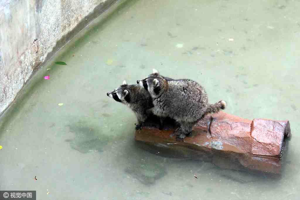 Lovey-dovey animals to highlight Bachelors' Day