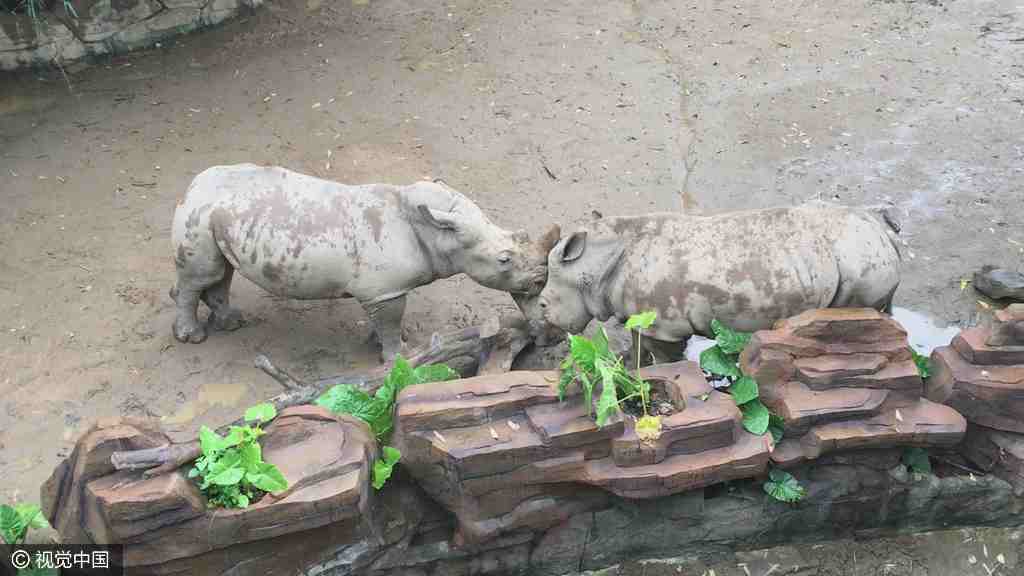 Lovey-dovey animals to highlight Bachelors' Day