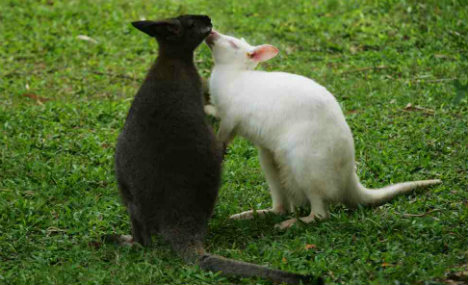 Lovey-dovey animals highlight Bachelors' Day