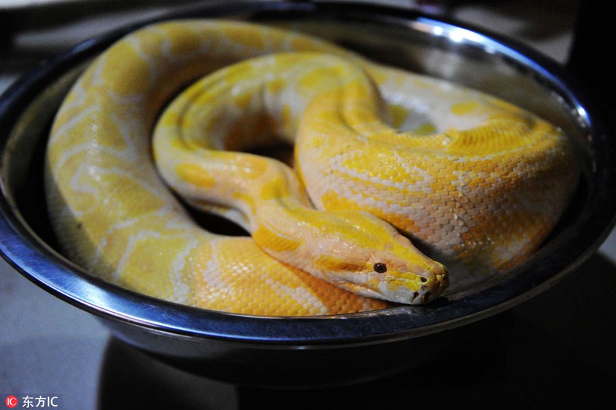 How to measure a python?