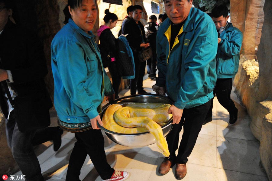 How to measure a python?