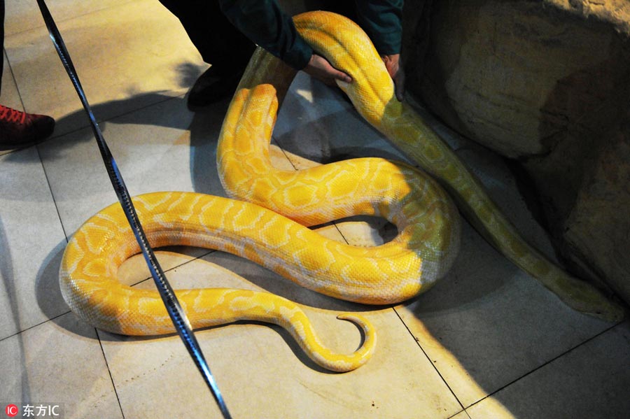 How to measure a python?