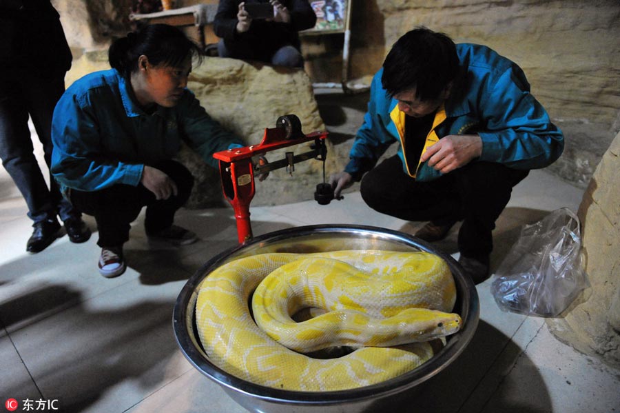 How to measure a python?