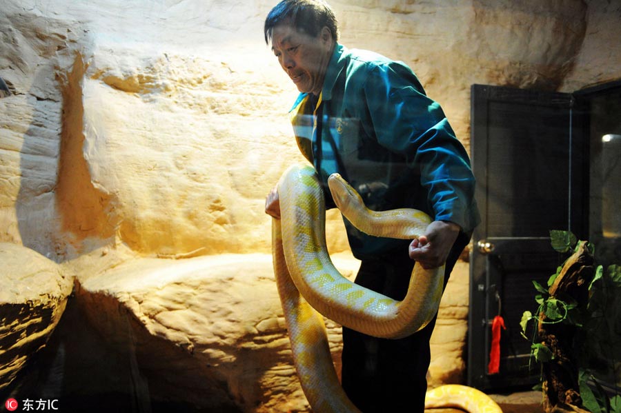 How to measure a python?