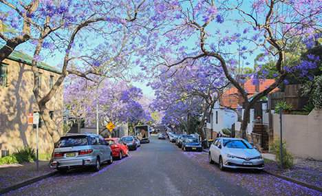 Jacaranda trees blossom in Sydney, Australia