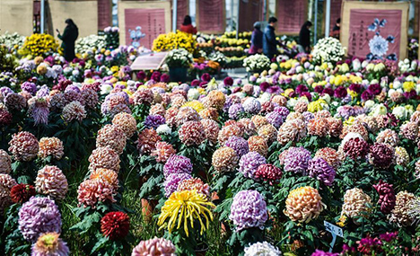 Chrysanthemum exhibition held in Zhejiang