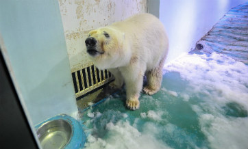 Happy ending for 'world's saddest polar bear'