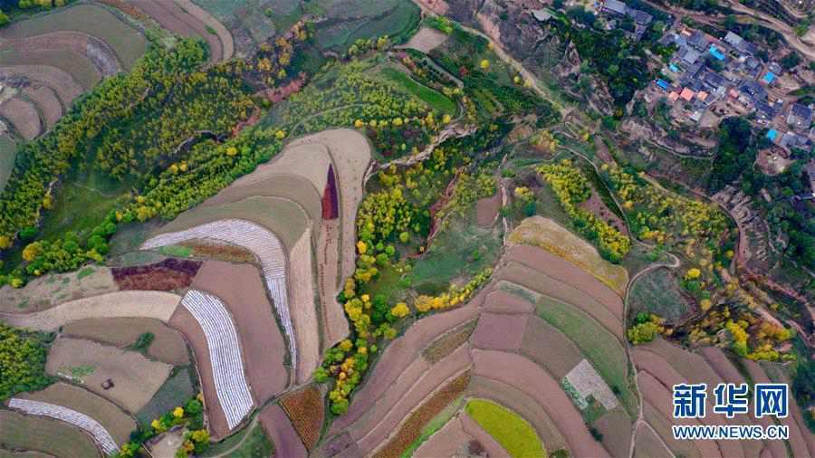 Twins in Gansu plant 70,000-sqare-meter forest