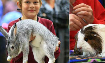 Rabbit, Cavy and Poultry Show held in Toronto