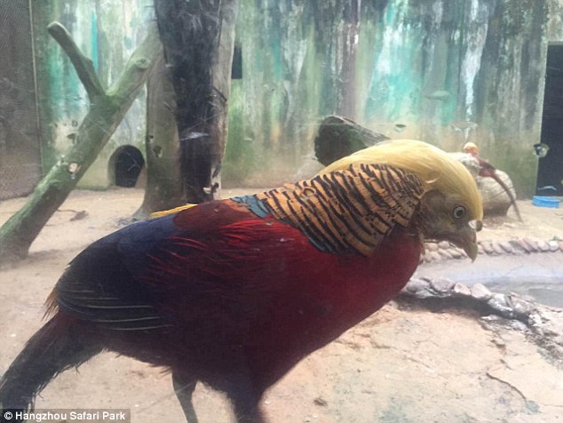 Meet the pheasant-elect: Bird sporting 'Donald Trump's hairstyle' soars to  internet fame - People's Daily Online