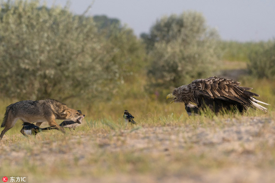 Eagle vs. coyote in Romania