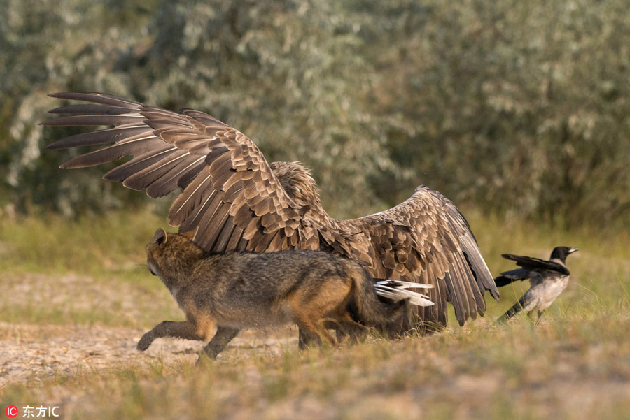 Eagle vs. coyote in Romania