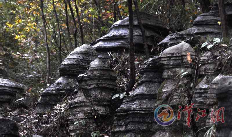 Bizarre stone forest