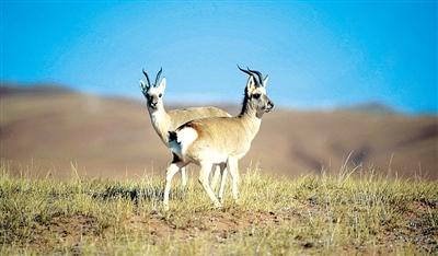 China’s Kekexili reserve to build 'kingdom for wild animals'