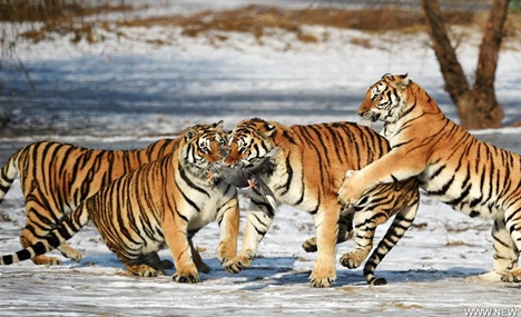 Siberian tigers catch cock in China's Harbin