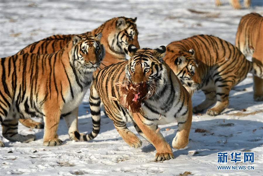 Siberian tigers on the hunt