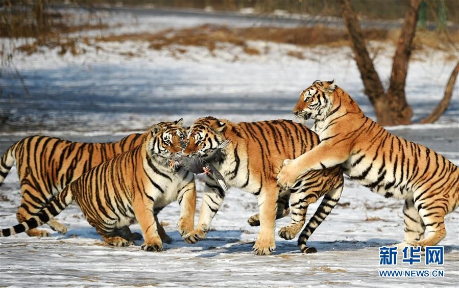 Siberian tigers on the hunt