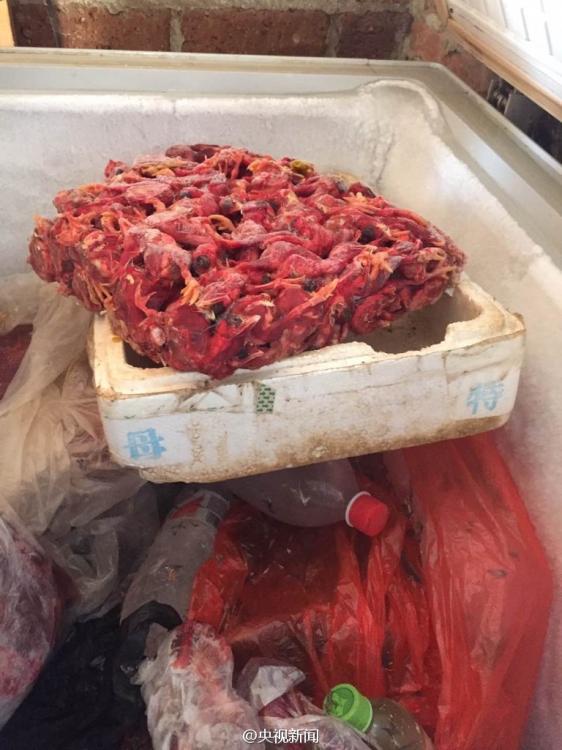 Over 35,000 birds saved from traffickers in Guangxi