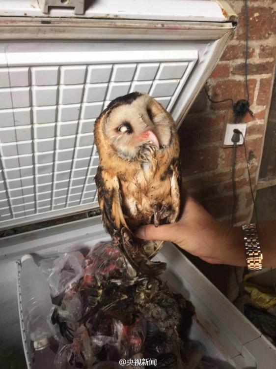 Over 35,000 birds saved from traffickers in Guangxi