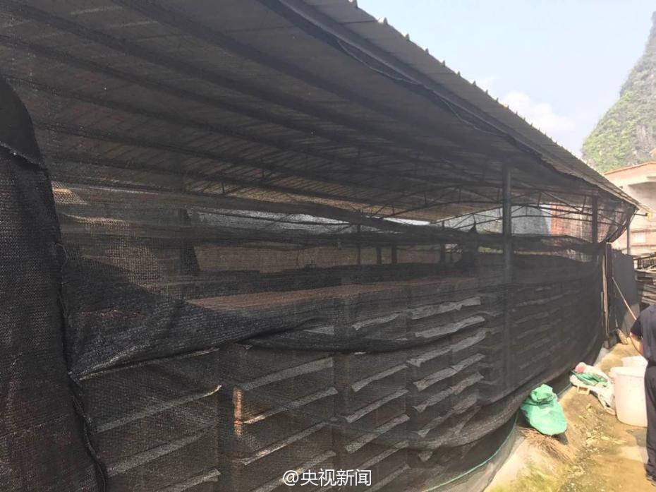 Over 35,000 birds saved from traffickers in Guangxi