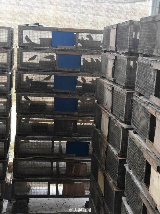 Over 35,000 birds saved from traffickers in Guangxi