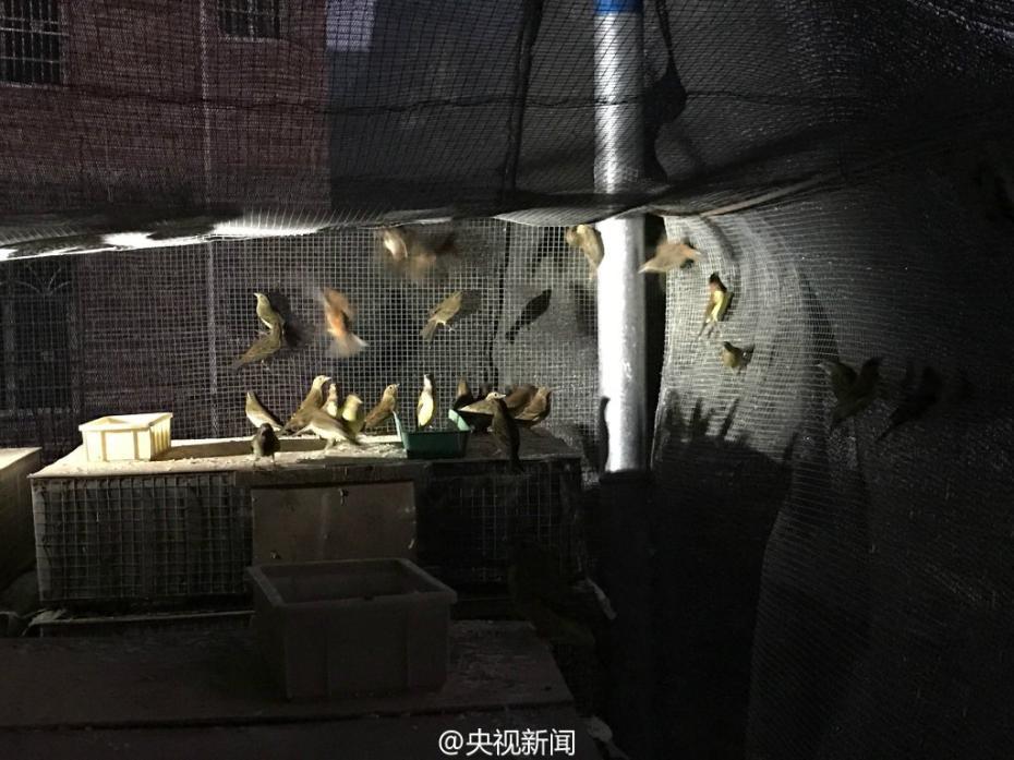Over 35,000 birds saved from traffickers in Guangxi