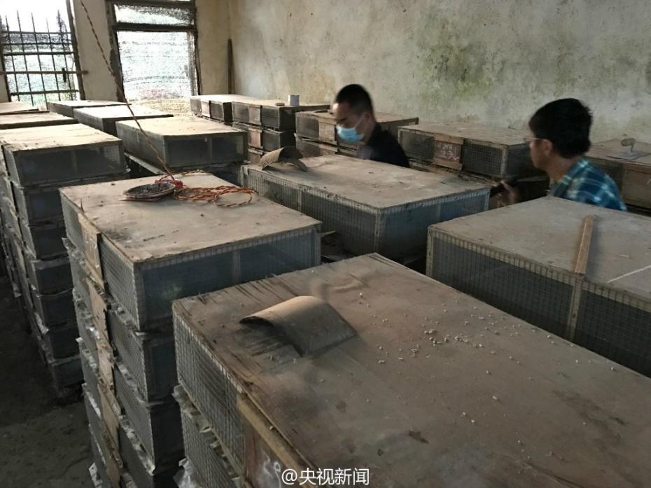 Over 35,000 birds saved from traffickers in Guangxi