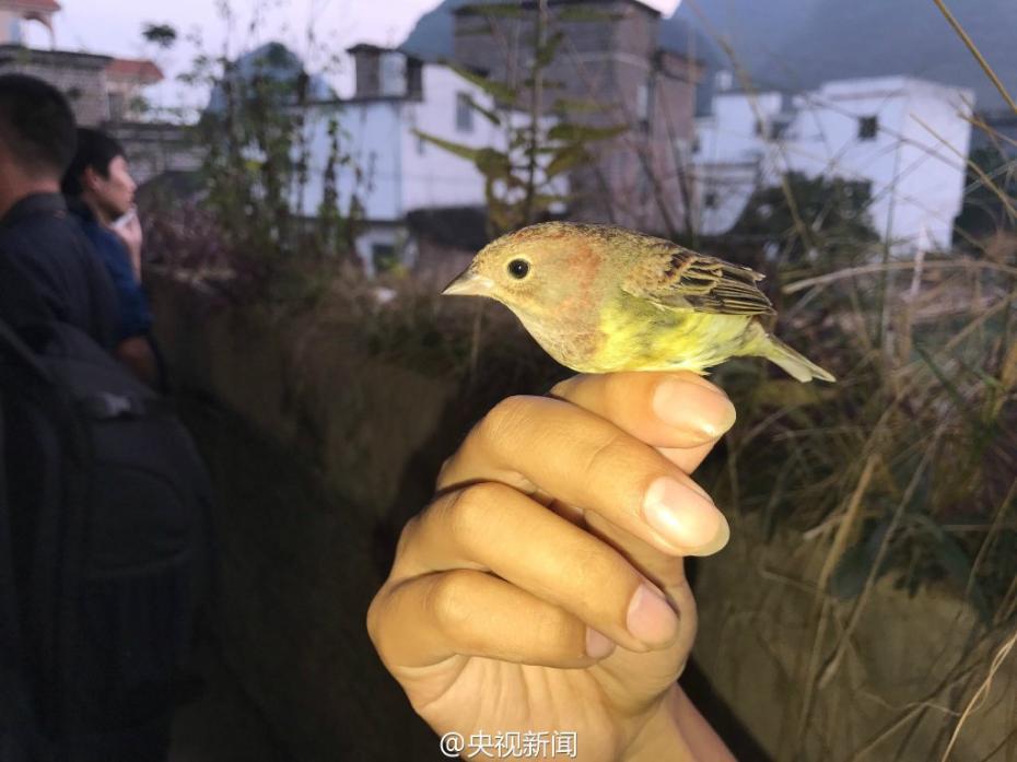 Over 35,000 birds saved from traffickers in Guangxi