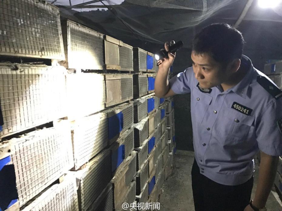 Over 35,000 birds saved from traffickers in Guangxi