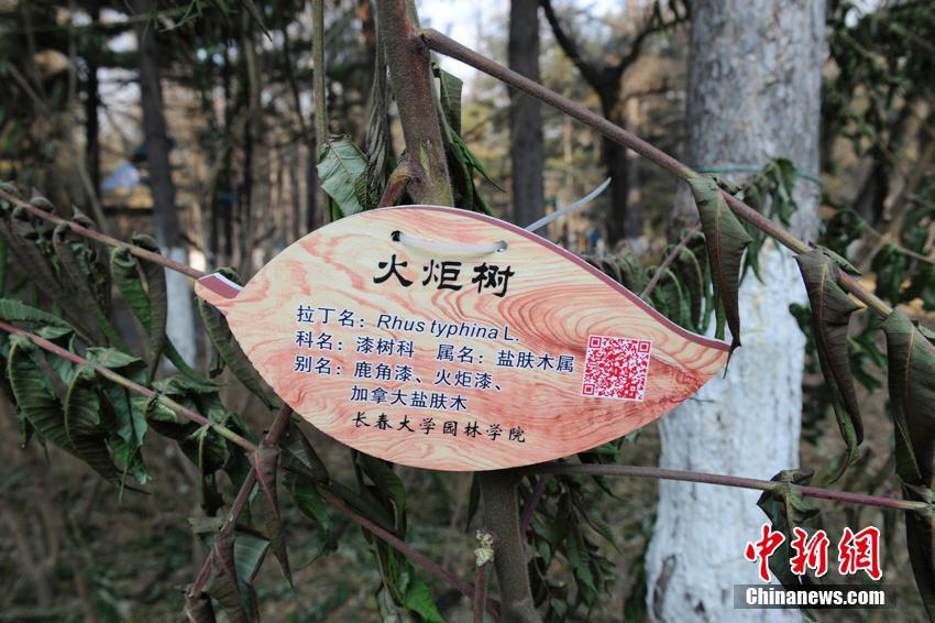 Trees given 'ID cards' at Changchun University