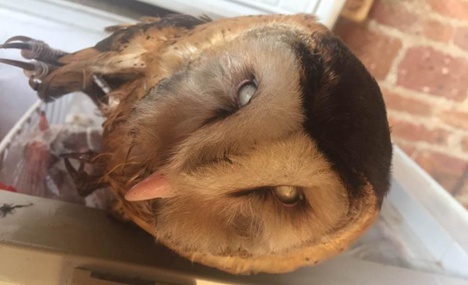 Over 35,000 birds saved from traffickers in Guangxi