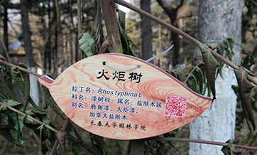 Trees given 'ID cards' at Changchun University