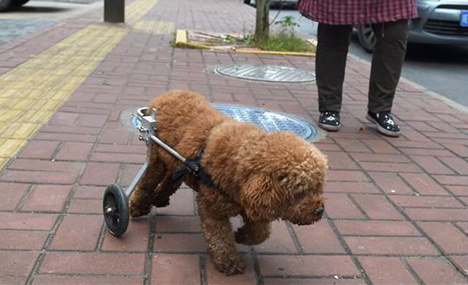 Kind people creat mobility cart for disabled dog