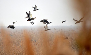 Migratory birds take a break at Yellow River delta in E China