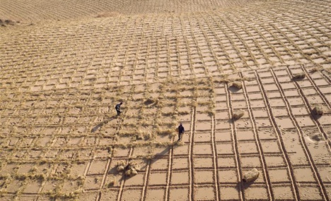 Ecological barrier constructed to prevent desertification