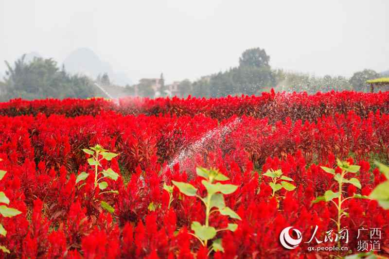 Guangxi town decorated by sea of flowers