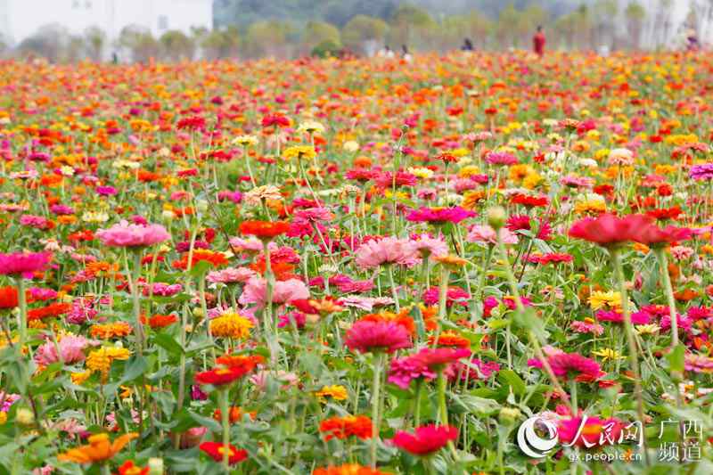 Guangxi town decorated by sea of flowers